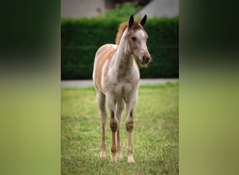 American Quarter Horse, Giumenta, Puledri (03/2024), 150 cm, Roano rosso