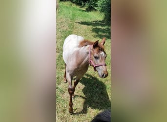 American Quarter Horse, Giumenta, Puledri (03/2024), 150 cm, Roano rosso