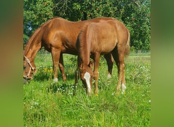 American Quarter Horse, Giumenta, Puledri
 (06/2023), 150 cm, Sauro