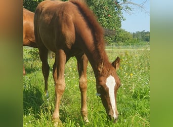 American Quarter Horse, Giumenta, Puledri
 (06/2023), 150 cm, Sauro