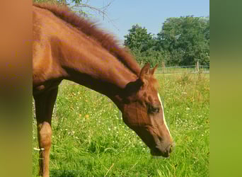 American Quarter Horse, Giumenta, Puledri
 (06/2023), 150 cm, Sauro