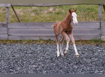 American Quarter Horse, Giumenta, Puledri (03/2024), 150 cm, Sauro