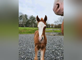 American Quarter Horse, Giumenta, Puledri (03/2024), 150 cm, Sauro