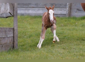 American Quarter Horse, Giumenta, Puledri (03/2024), 150 cm, Sauro