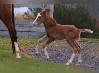 American Quarter Horse, Giumenta, Puledri (03/2024), 150 cm, Sauro