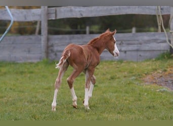 American Quarter Horse, Giumenta, Puledri (03/2024), 150 cm, Sauro