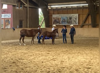 American Quarter Horse, Giumenta, Puledri
 (04/2023), 150 cm, Sauro