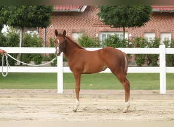 American Quarter Horse, Giumenta, Puledri
 (06/2024), 150 cm, Sauro