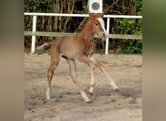 American Quarter Horse, Giumenta, Puledri (03/2026), 150 cm, Sauro