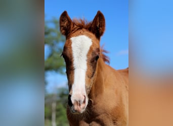 American Quarter Horse, Giumenta, Puledri (03/2026), 150 cm, Sauro
