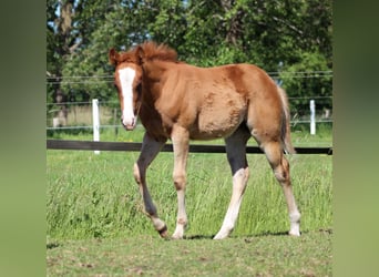 American Quarter Horse, Giumenta, Puledri (03/2026), 150 cm, Sauro