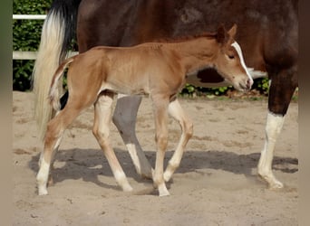 American Quarter Horse, Giumenta, Puledri (03/2026), 150 cm, Sauro