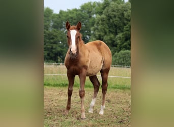 American Quarter Horse, Giumenta, Puledri (03/2026), 150 cm, Sauro