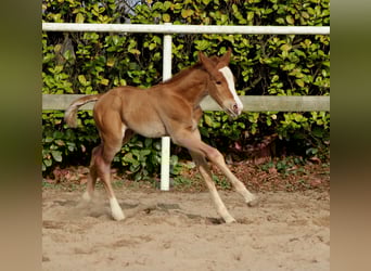 American Quarter Horse, Giumenta, Puledri (03/2026), 150 cm, Sauro
