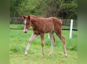 American Quarter Horse, Giumenta, Puledri (04/2026), 150 cm, Sauro