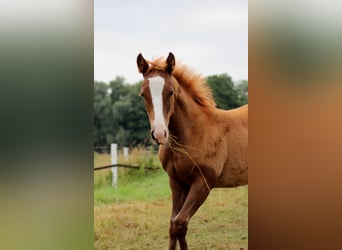 American Quarter Horse, Giumenta, Puledri (03/2026), 150 cm, Sauro