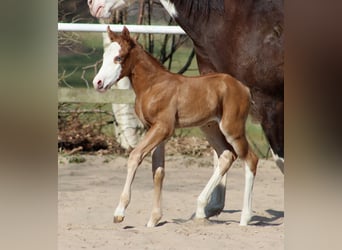 American Quarter Horse, Giumenta, , 150 cm, Sauro