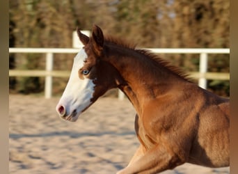 American Quarter Horse, Giumenta, , 150 cm, Sauro