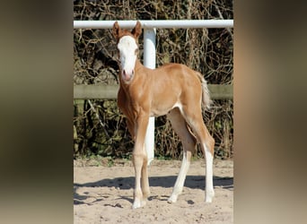 American Quarter Horse, Giumenta, , 150 cm, Sauro