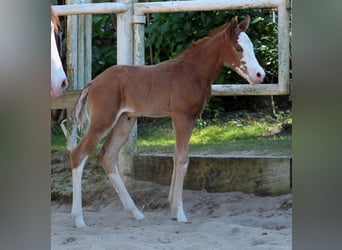 American Quarter Horse, Giumenta, , 150 cm, Sauro