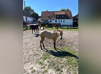 American Quarter Horse Mix, Giumenta, Puledri
 (02/2024), 151 cm, Pelle di daino