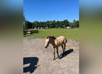 American Quarter Horse Mix, Giumenta, Puledri
 (02/2024), 151 cm, Pelle di daino