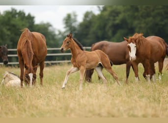 American Quarter Horse, Giumenta, Puledri (04/2026), 152 cm, Baio