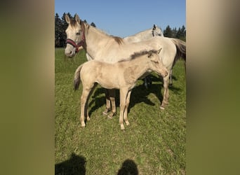 American Quarter Horse, Giumenta, Puledri (04/2026), 152 cm, Champagne
