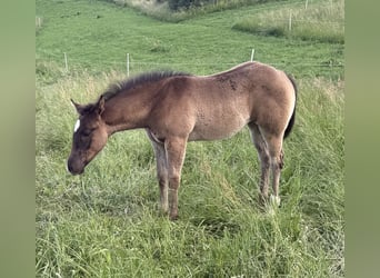 American Quarter Horse, Giumenta, Puledri (04/2026), 152 cm, Grigio