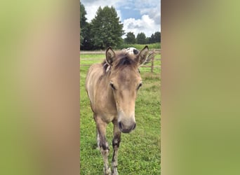 American Quarter Horse Mix, Giumenta, Puledri (04/2025), 152 cm, Pelle di daino