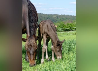 American Quarter Horse, Giumenta, Puledri
 (05/2024), 153 cm