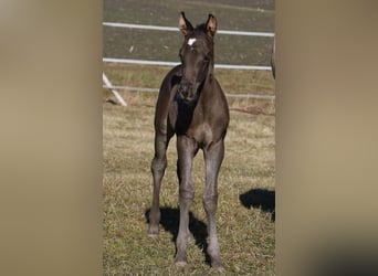 American Quarter Horse, Giumenta, , 153 cm, Morello