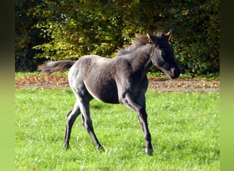 American Quarter Horse, Giumenta, Puledri (04/2024), 153 cm, Roano blu