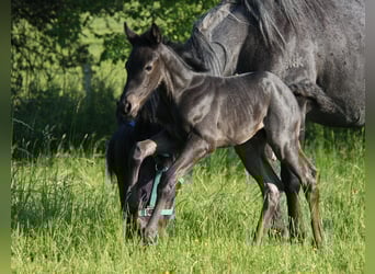 American Quarter Horse, Giumenta, Puledri
 (05/2023), 153 cm, Roano blu