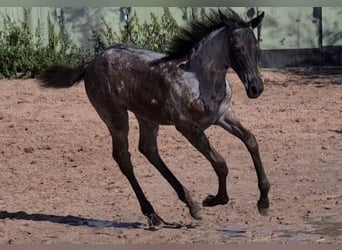 American Quarter Horse, Giumenta, Puledri
 (05/2023), 153 cm, Roano blu