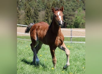 American Quarter Horse, Giumenta, Puledri
 (03/2024), 154 cm, Baio