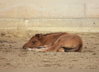 American Quarter Horse, Giumenta, Puledri
 (02/2024), 154 cm, Falbo