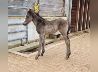 American Quarter Horse, Giumenta, Puledri (03/2024), 155 cm, Baio nero