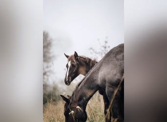 American Quarter Horse, Giumenta, Puledri (03/2024), 155 cm, Baio nero