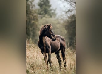 American Quarter Horse, Giumenta, Puledri (03/2024), 155 cm, Baio nero