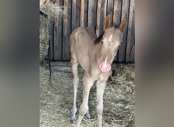 American Quarter Horse, Giumenta, Puledri
 (06/2024), 155 cm, Champagne