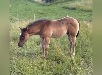 American Quarter Horse, Giumenta, Puledri (04/2026), 155 cm, Grigio