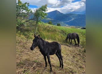 American Quarter Horse, Giumenta, Puledri (05/2024), 155 cm, Morello