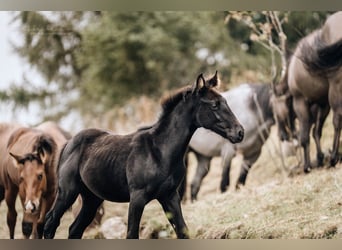 American Quarter Horse, Giumenta, Puledri (05/2024), 155 cm, Morello