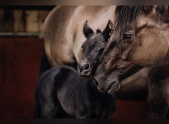 American Quarter Horse, Giumenta, Puledri (05/2024), 155 cm, Morello