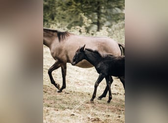 American Quarter Horse, Giumenta, Puledri (05/2024), 155 cm, Morello