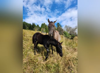 American Quarter Horse, Giumenta, Puledri (05/2024), 155 cm, Morello