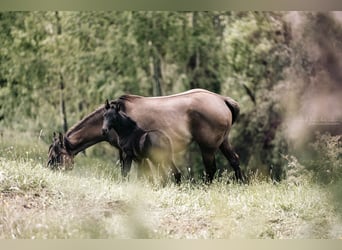 American Quarter Horse, Giumenta, Puledri (05/2024), 155 cm, Morello