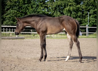 American Quarter Horse, Giumenta, , 155 cm, Morello