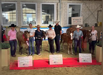 American Quarter Horse, Giumenta, Puledri (04/2025), 155 cm, Pelle di daino